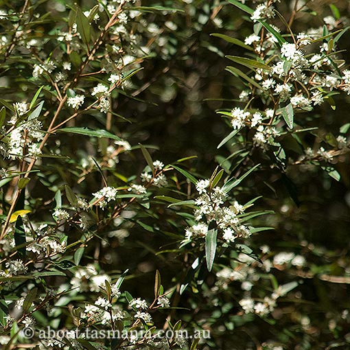 Nematolepis squamea,<br />
Lancewood, Tasmania