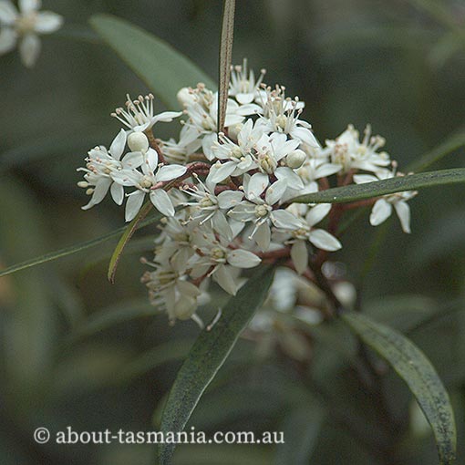 Nematolepis squamea, Lancewood, Tasmania