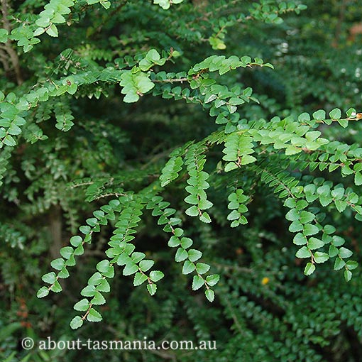 Nothofagus cunninghamii | About Tasmania