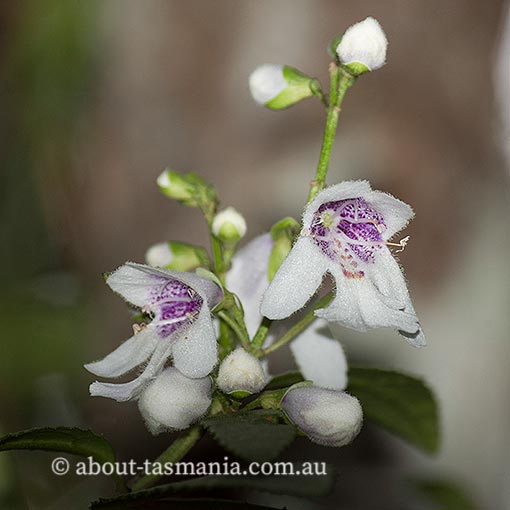 Prostanthera lasianthos, Christmas mintbush, Tasmania