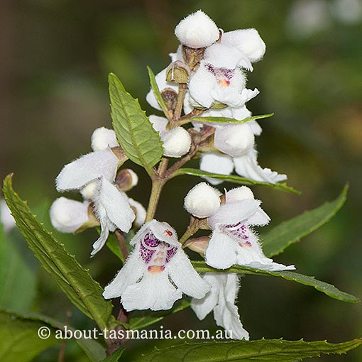 Prostanthera lasianthos, Christmas mintbush, Tasmania
