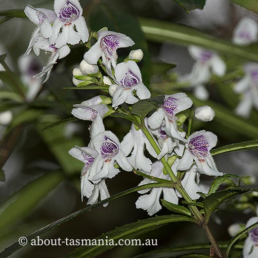 Prostanthera lasianthos, Christmas mintbush, Tasmania