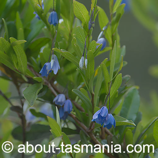 Sollya heterophylla 