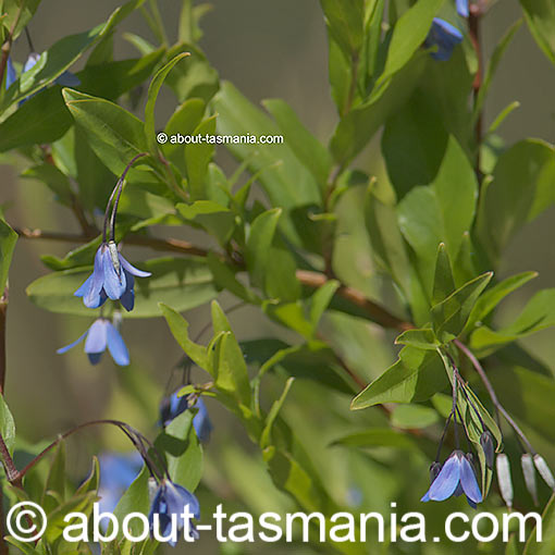 Sollya heterophylla 