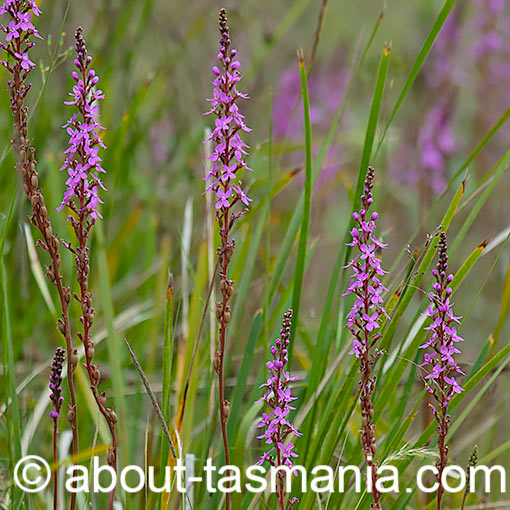 Stylidium graminifolium, Narrowleaf Triggerplant, Tasmania