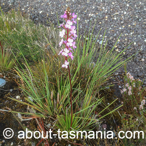Stylidium graminifolium, Narrowleaf Triggerplant, Tasmania