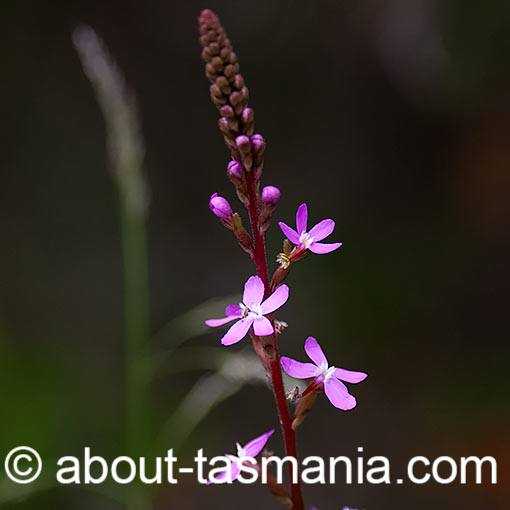 Stylidium graminifolium, Narrowleaf Triggerplant, Tasmania