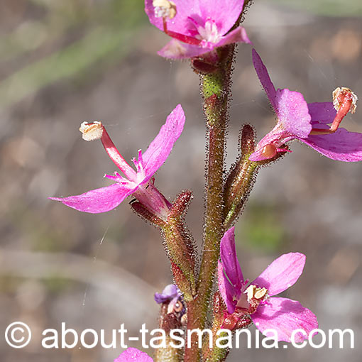 Stylidium graminifolium, Narrowleaf Triggerplant, Tasmania