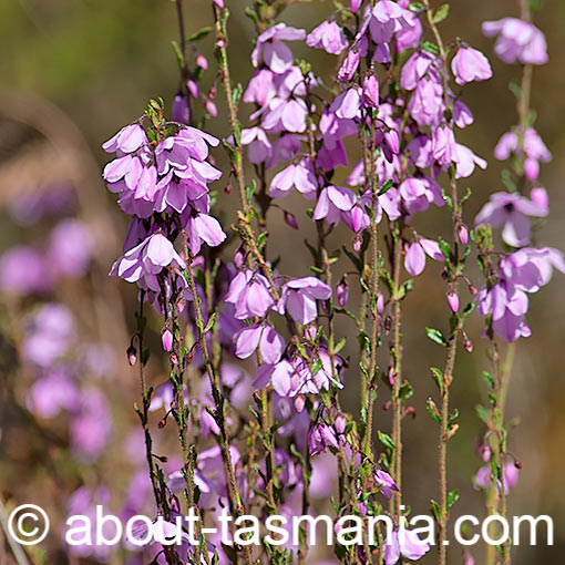 Tetratheca labillardierei, Glandular pinkbells, Tasmania