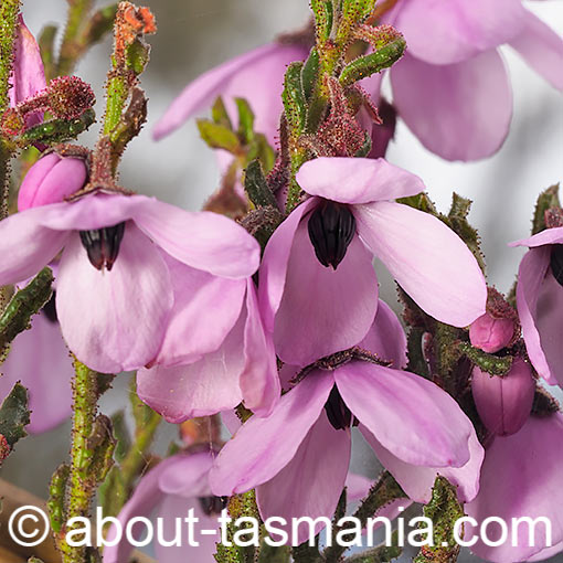 Tetratheca labillardierei, Glandular pinkbells, Tasmania