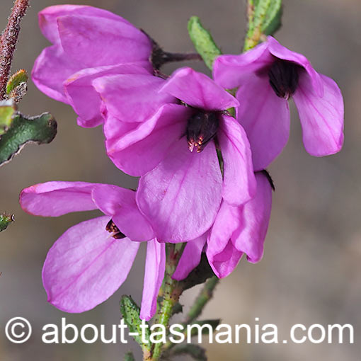 Tetratheca labillardierei, Glandular pinkbells, Tasmania