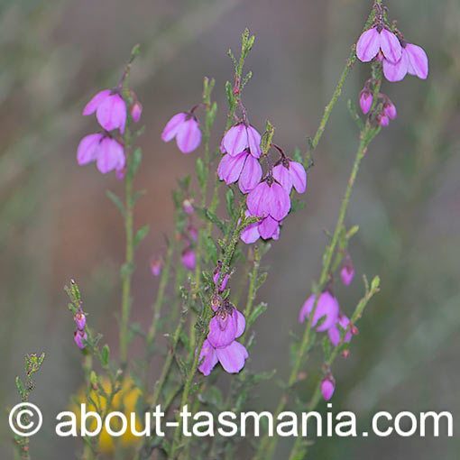 Tetratheca labillardierei, Glandular pinkbells, Tasmania
