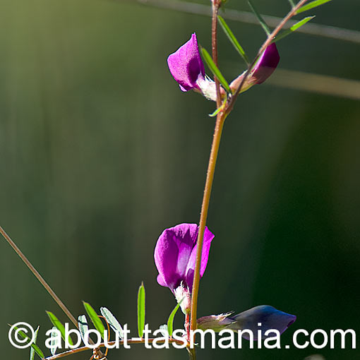 Vicia sativa, Narrow-leaf vetch, flora, Tasmania