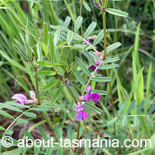 Vicia sativa, Narrow-leaf vetch, flora, Tasmania