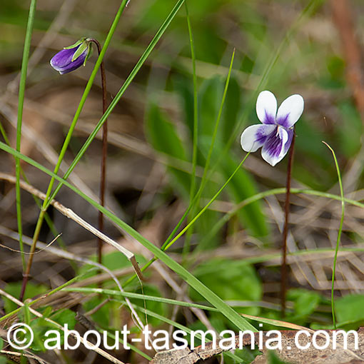 Viola hederacea, Ivyleaf Violet, Tasmania