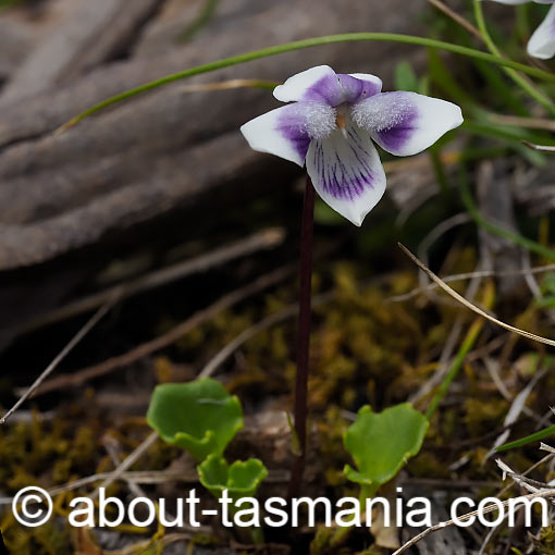 Viola hederacea, Ivyleaf Violet, Tasmania