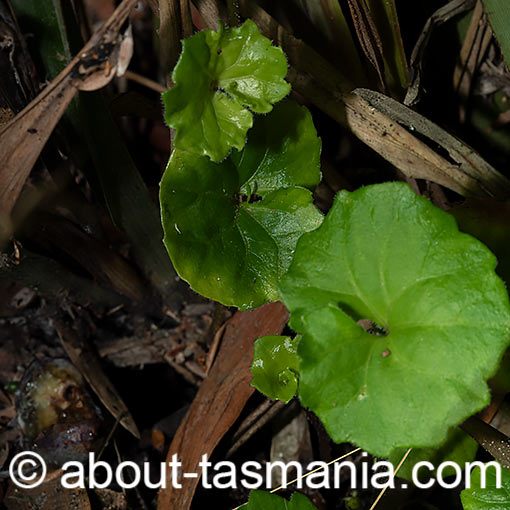 Viola hederacea, Ivyleaf Violet, Tasmania