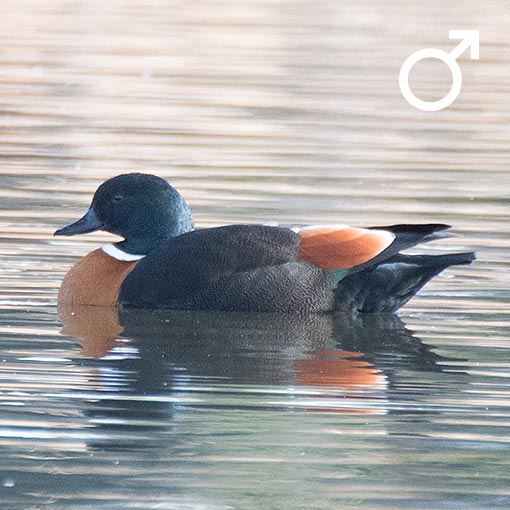 Australian Shelduck, Tadorna tadornoides, Tasmania