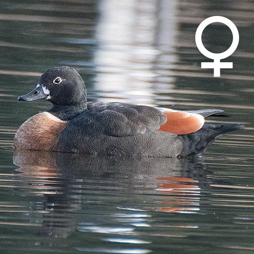 Australian Shelduck, Tadorna tadornoides, Tasmania