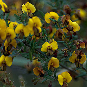 Bossiaea cinerea