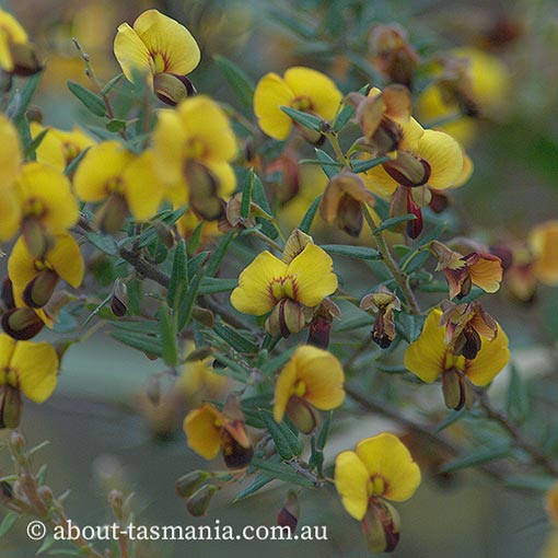 Bossiaea cinerea, showy bossia, Tasmania