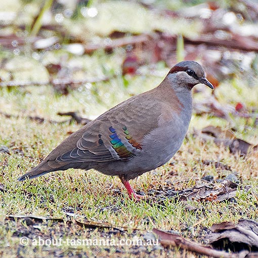 Brush bronzewing, Phaps elegans, Tasmania