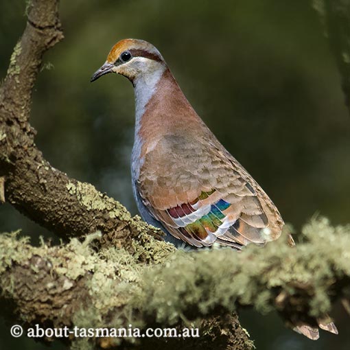 Brush bronzewing, Phaps elegans, Tasmania