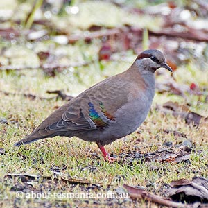 Brush Bronzewing