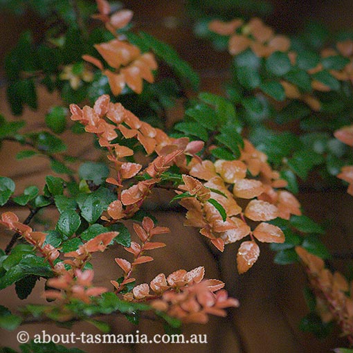 Nothofagus cunninghamii, Myrtle Beech, Tasmania