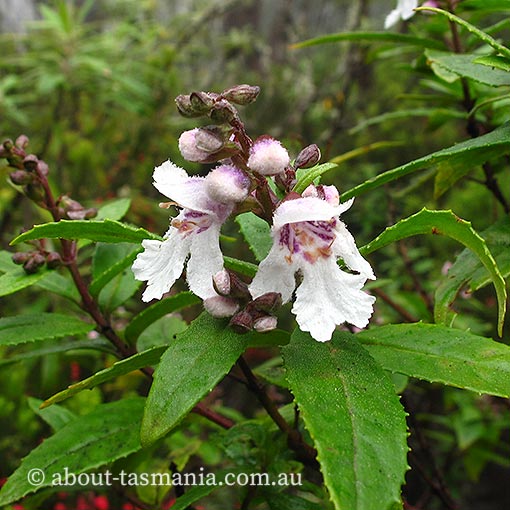 Prostanthera lasianthos, Christmas mintbush, Tasmania