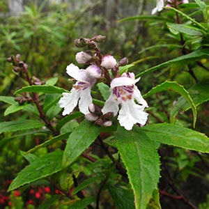 Prostanthera lasianthos