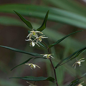 Drymophila cyanocarpa, Turquoise Berry, Tasmania