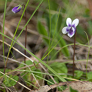 Viola hederacea