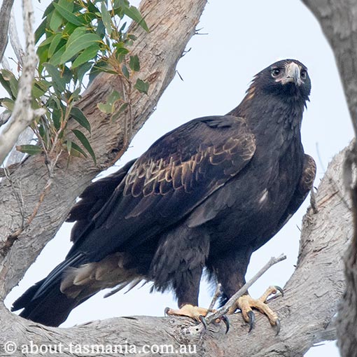 Tasmanian Wedge-tailed Eagle, Aquila audax fleayi, Tasmania