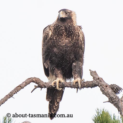 Tasmanian Wedge-tailed Eagle, Aquila audax fleayi, Tasmania