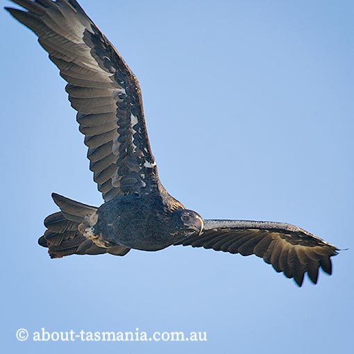 Tasmanian Wedge-tailed Eagle, Aquila audax fleayi, Tasmania