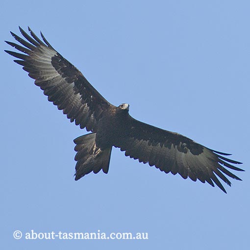 Tasmanian Wedge-tailed Eagle, Aquila audax fleayi, Tasmania