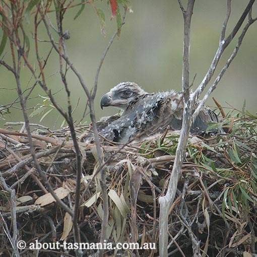 Tasmanian Wedge-tailed Eagle, Aquila audax fleayi, Tasmania