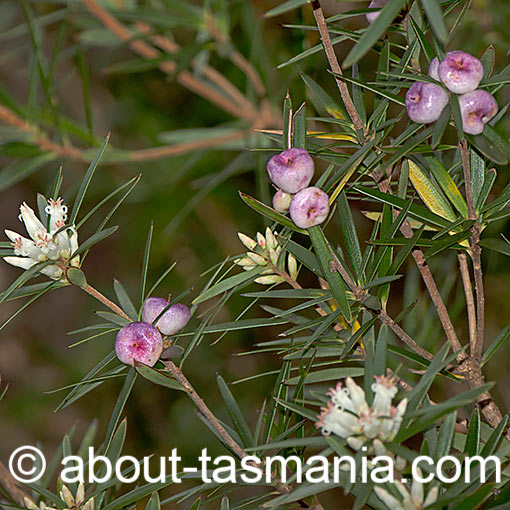 Cyathodes glauca, purple cheeseberry, Tasmania
