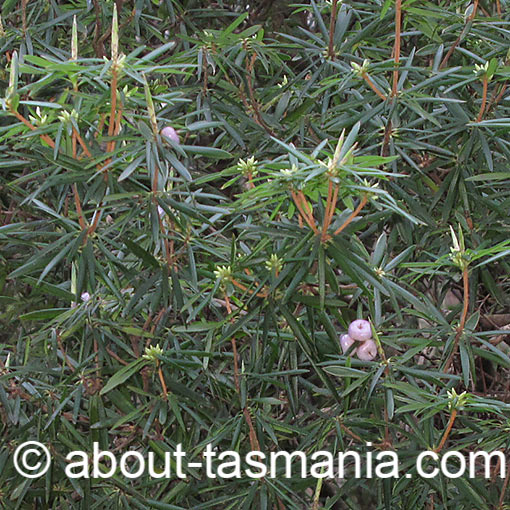 Cyathodes glauca, purple cheeseberry, Tasmania