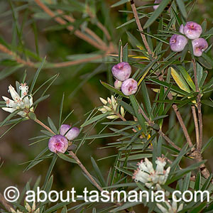 Cyathodes glauca