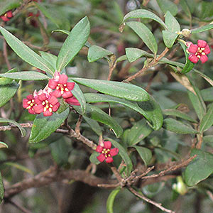 Pittosporum bicolor