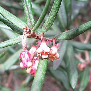 Pittosporum bicolor, Cheesewood, Tasmania