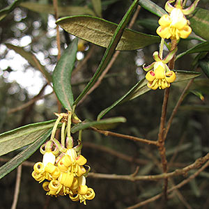 Pittosporum bicolor, Cheesewood, Tasmania