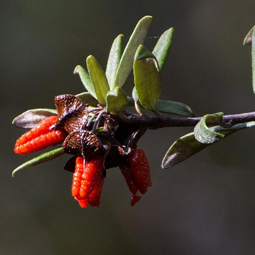 Pittosporum bicolor, Cheesewood, Tasmania