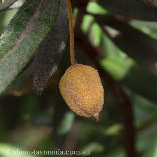 Pittosporum bicolor, Cheesewood, Tasmania