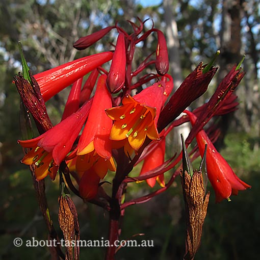 Blandfordia punicea, Christmas Bells, Tasmania