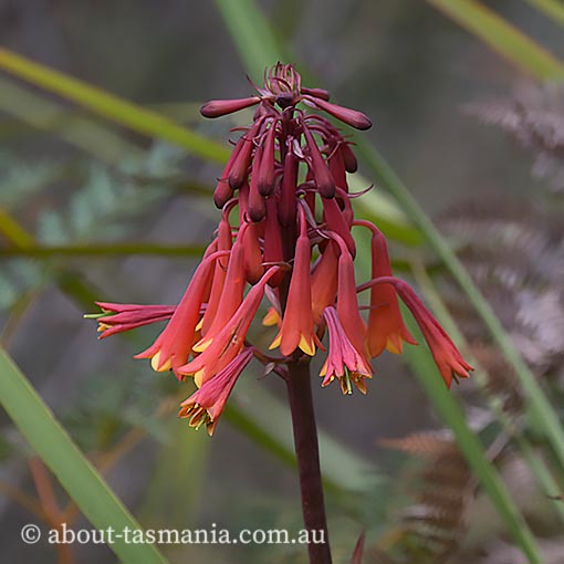 Blandfordia punicea, Christmas Bells, Tasmania
