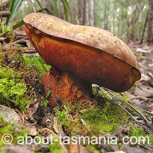 Boletus sp., fungi, Tasmania