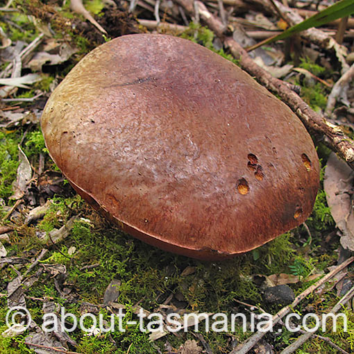 Boletus sp., fungi, Tasmania